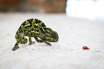 Chameleon , Stone Surface in Cyprus, Close-up Photo of a green chameleon slowly walking toward a...