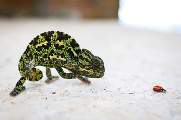 Chameleon , Stone Surface in Cyprus, Close-up Photo of a green chameleon slowly walking toward 