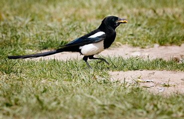 Precocious Magpie