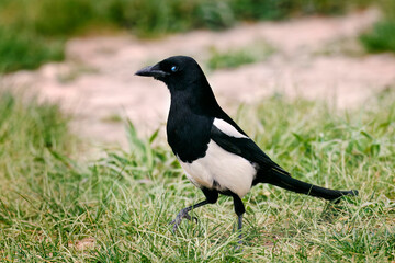 Precocious Magpie