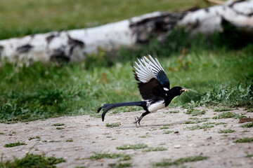 Precocious Magpie