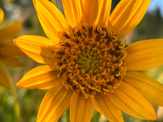 Balsamroot Blossom 05