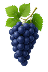 Obraz premium Blue grapes, winemaking, bunch, flavor, juice isolated on white background.
