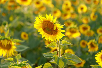 A vibrant sunflower stands prominently in a vast field, capturing attention as a bee lands on it