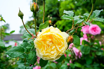 Soft yellow English Rose in Full Bloom. Romantic Floral Macro Photography with Elegant Petal Detail. Bush blooming yellow roses