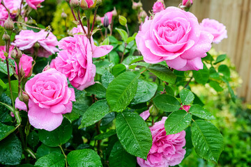 Soft Blush Pink English Rose in Full Bloom. Romantic Floral Macro Photography with Elegant Petal Detail. Bush blooming pink roses