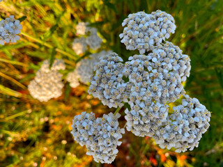 Yarrow Blossoms 03 © C Vincent Ferguson