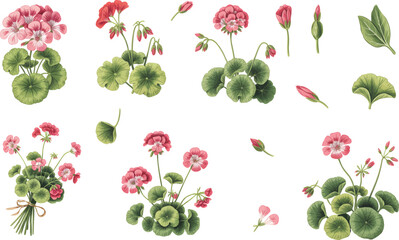 Watercolor botanical geranium flowers vector  illustration. Geranium flower set Isolated buds, and leaves on white background.