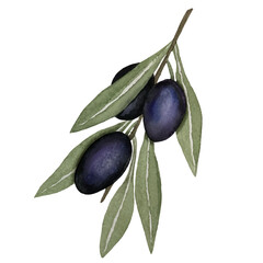 Black olives, watercolor illustration, branch of olives isolated on white background. Watercolor - vector 18.