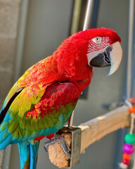 Scarlet Macaw Perched Indoors with Bright Feathers