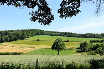 Sommerlandschaft bei Dischingen in Baden-Württemberg
