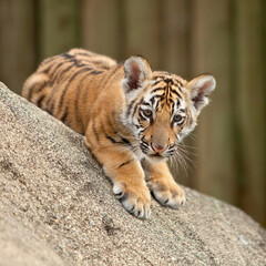 Bengal Tiger Cub Rests on Rock