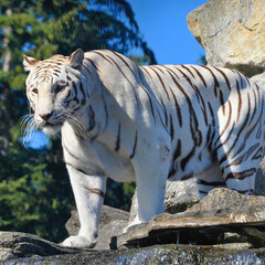White Bengal Tiger Stands on Rock in Sunlight