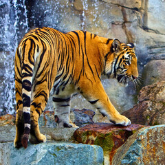 Bengal Tiger Walks Down Rock Ledge