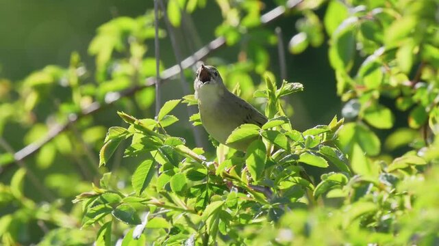Grasshopper Warbler Singing on a Bush