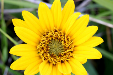 Balsamroot Sunshine 04