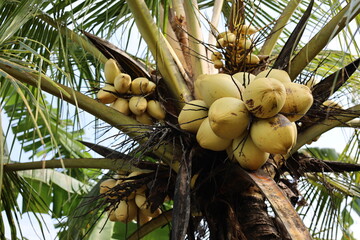 Close up of a yellow coconut.