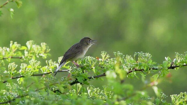 Grasshopper Warbler Singing on a Bush