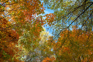 Colorful autumn nature. Canopies of yellow forest trees in fall season