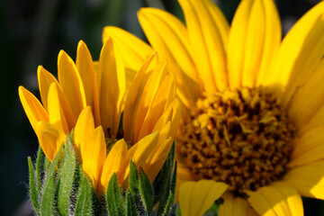 Fototapeta premium Balsamroot Blossom Bud 06