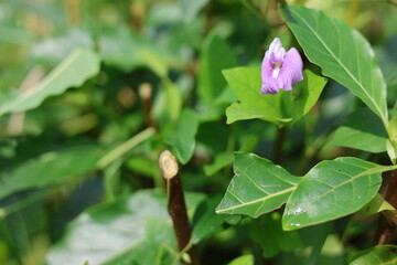 Purple butterfly pea flower cover.