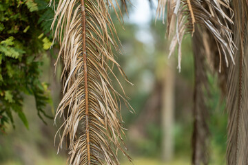 Dry dead palm tree on Florida home backyard