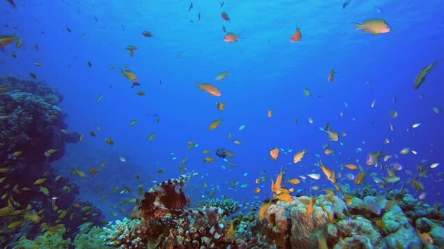 Tropical Underwater Reef Sea Lion-fish. Underwater fish reef marine lion-fish (Pterois miles). Tropical colourful underwater seascape. Reef coral scene. Colourful tropical coral reefs. Marine life fis
