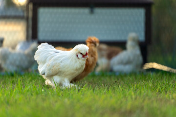 Keeping domestic chicken in free range on home backyard. Poultry grazing on green grass in suburban...