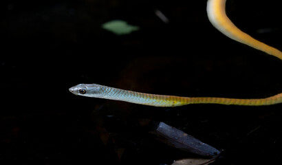Yellow morph version green tree snake or Dendrelaphis punctulatus with blue tongue out in small bush pond.