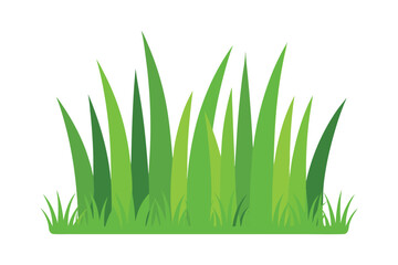 Fototapeta premium green grass on white background