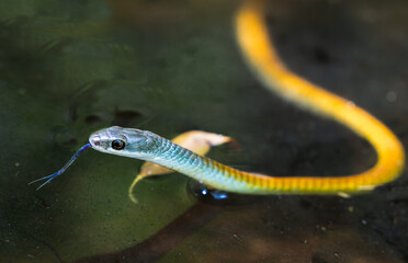 Yellow morph version green tree snake or Dendrelaphis punctulatus with blue tongue out in small bush pond.