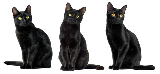 Three black cats sitting isolated on transparent background
