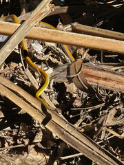 Long slim tree snake or Dendrelaphis punctulatus with bright yellow back among the ground litter
