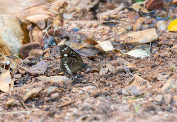 Common crow butterfly or Euploea core with ope wing pattern of black with white spots.