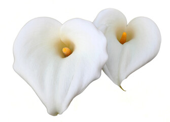 A pair of heart shaped, white, Calla Lilies isolated on a white background. Zantedeschia aethiopica 
