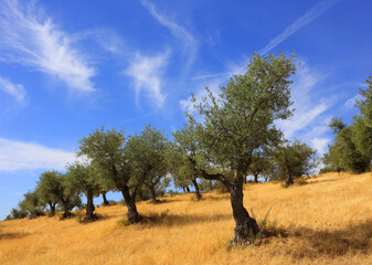 Portugal, Alentejo region. Olive grove and golden wild grass in the autumn sunshine with a...