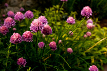Allium Flowers. Purple Allium giganteum also known as Giant Onion, is a perennial bulbous plant of the onion genus. It’s used as a flowering garden plant