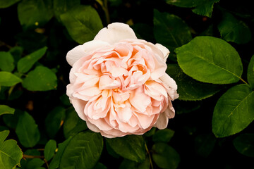 Soft Blush Pink English Rose in Full Bloom. Romantic Floral Macro Photography with Elegant Petal Detail. Bush blooming pink roses