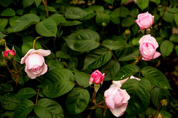Soft Blush Pink English Rose in Full Bloom. Romantic Floral Macro Photography with Elegant Petal Detail. Bush blooming pink roses