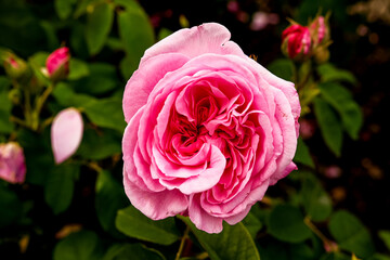 Soft Blush Pink English Rose in Full Bloom. Romantic Floral Macro Photography with Elegant Petal Detail. Bush blooming pink roses