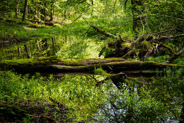 Tranquil Forest Wetland with Mossy Fallen Trees and Lush Green Vegetation Reflections