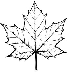Detailed maple leaf drawing. Canada Day themed illustration showcasing intricate leaf veins and serrated edges. Simple black and white image ideal for Canada Day themed projects, including posters,