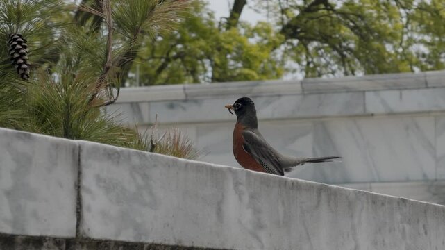 An American Robin stands in an urban environment with a worm in its beak. Captured in natural light, highlighting wildlife behavior in a city setting.