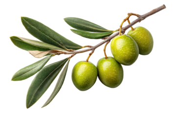 PNG Fresh green olives with leaves on a branch: vibrant mediterranean fruit