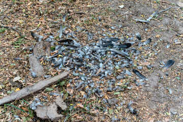 Bird feathers scattered on the ground near trees with sparrowhawk nests are a place where birds of...