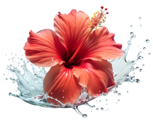 Hibiscus Flower Watercolor Splash