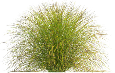 Side view of Eulalia plant - Miscanthus Sinensis