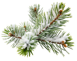 Snow Covered Pine Tree Branch