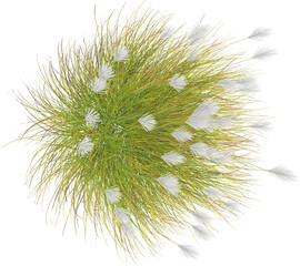 Top view of Eulalia plant - Miscanthus Sinensis