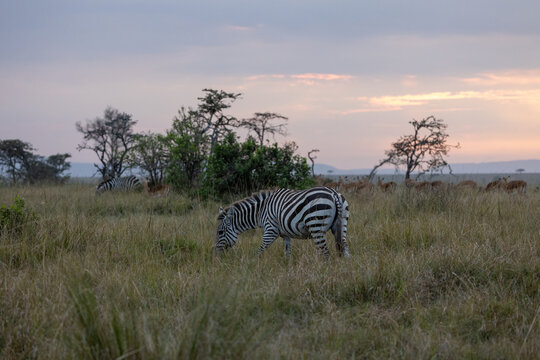 Alone zebra in the masai amra grasslands on sunrise golden hour